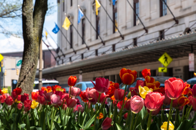 Tulips on Gibbs Street