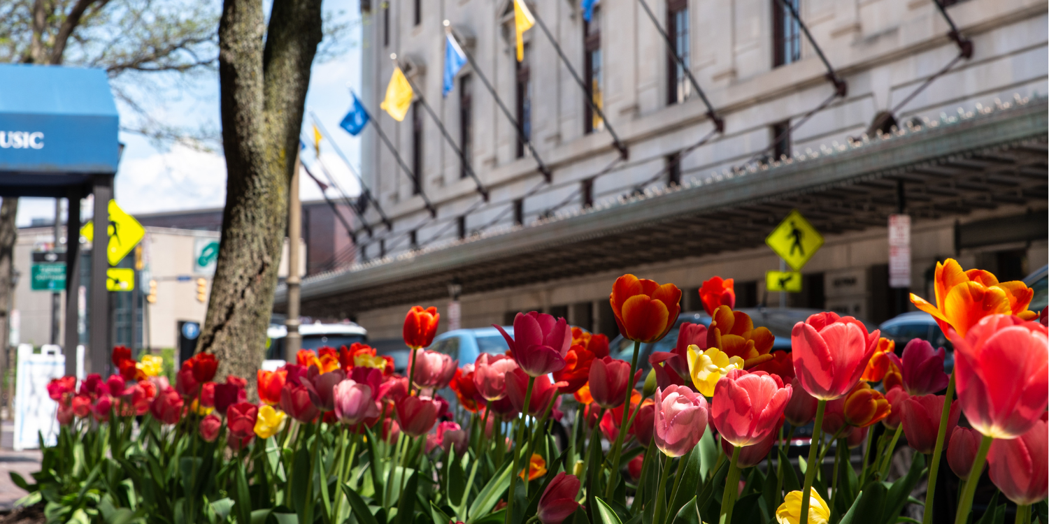 Spring 2024 Guest Artists_multicrop Tulips on Gibbs Street